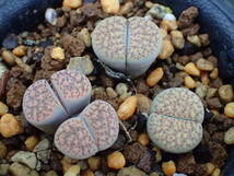 リトープス　イナエ　C196　 Lithops verruculosa v. verruculosa （syn, inae） 2H +2頭_画像1