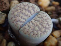 リトープス　イナエ　C196　 Lithops verruculosa v. verruculosa （syn, inae） 2H +2頭_画像3