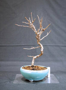  Sakura 10 month Sakura (juugatsu The kla/ Sakura ) bonsai depth 16cm width 17.5cm height 30cm