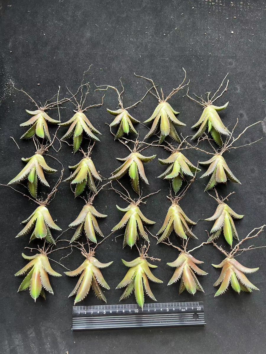 ヤフオク! #¾アガベ 観葉植物の落札相場・落札価格