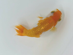  luck . goldfish animation equipped! spring campaign!..* red . golgfish pretty goldfish deep see production approximately 8~9 centimeter this year actual article or goods 1 pcs SAR-1 ⑩-1 Shiga lunch .u