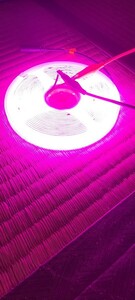 爆光！24v用COBテープLEDより明るいピンク1mグリル内やシャーシ下にもカット可能かなり目立ちますデコトラクオンプロフィアギガグレート