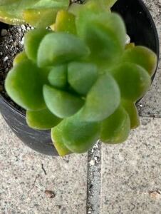  succulent plant many meat month. .. pulling out seedling .. postage 73 jpy 