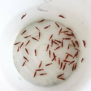 [1.5-2.0cm][10 pcs ] ultimate fire shrimp [ Cherry shrimp ][ freshwater prawn ]