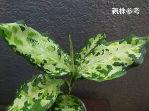 アグラオネマ ニルヴァーシュ Aglaonema pictum Tricolor NIRVASH Pulau Nias AZ便