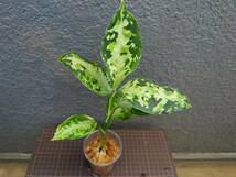 アグラオネマ ニルヴァーシュ Aglaonema pictum Tricolor NIRVASH Pulau Nias AZ便_画像2