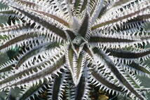 Amazonico★★★★Dyckia 'Vega' × 'Tarantula'★★★★★ブロメリア ディッキア_画像1