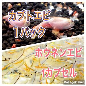 ★カブトエビの乾燥卵1パック(20個以上)＋★ホウネンエビ1カプセルの乾燥卵(約20000個)夏休み自由研究にオススメ！お得セット 休眠卵