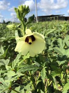 ★オクラ 秋葵 種子100粒★日本では越冬できないため一年草である。