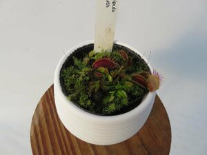 D.muscipula Big Mouth ２号　丸鉢付き【人気品種】食虫植物　ハエトリソウ　