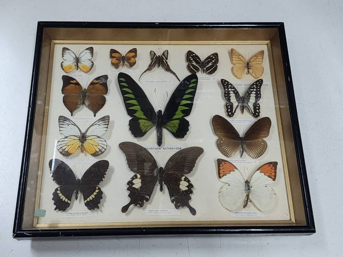 2023年最新】ヤフオク! -昆虫標本(その他)の中古品・新品・未使用品一覧