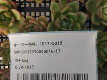 1017-Q019 アイスシティ25個 多肉植物 韓国 エケベリア　（10/20発送）_画像3