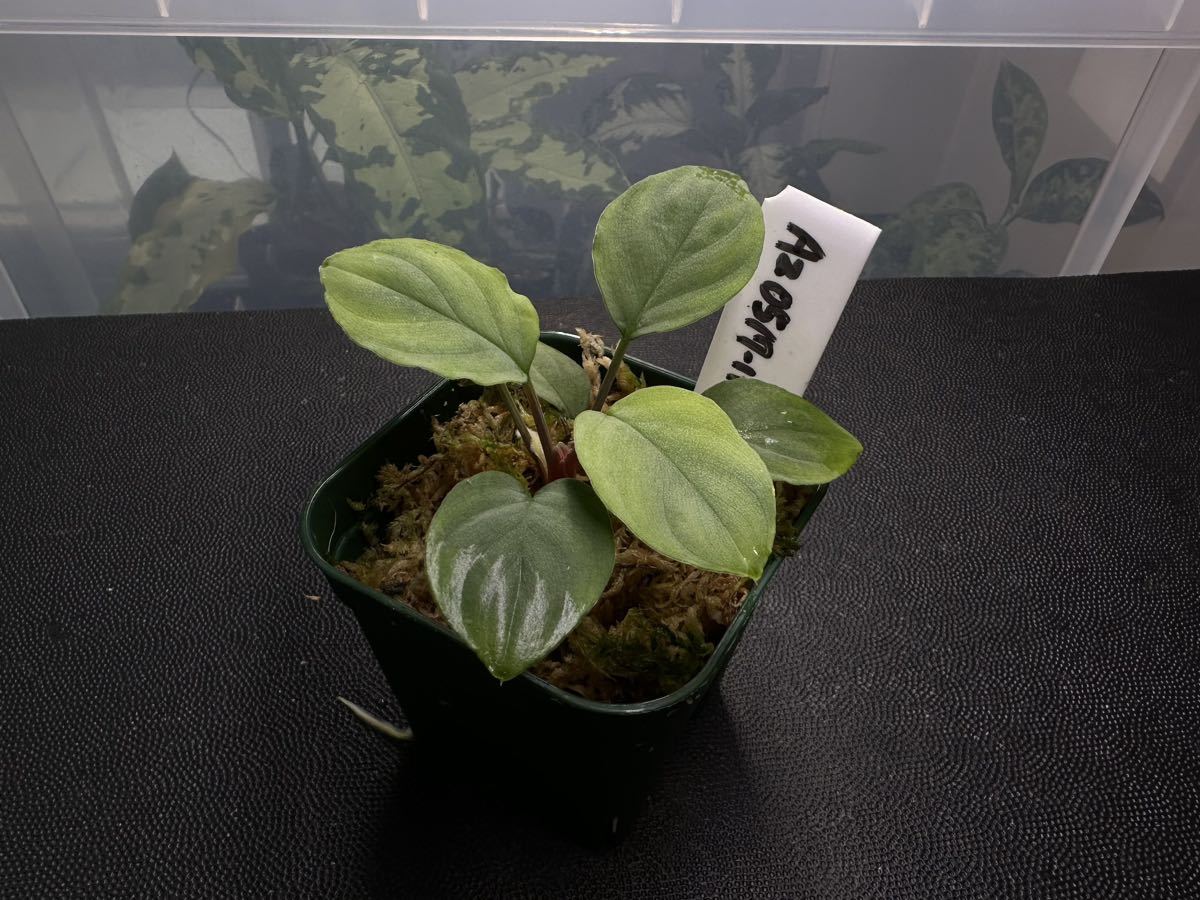 Yahoo!オークション -「ホマロメナ homalomena sp.」の落札相場・落札価格