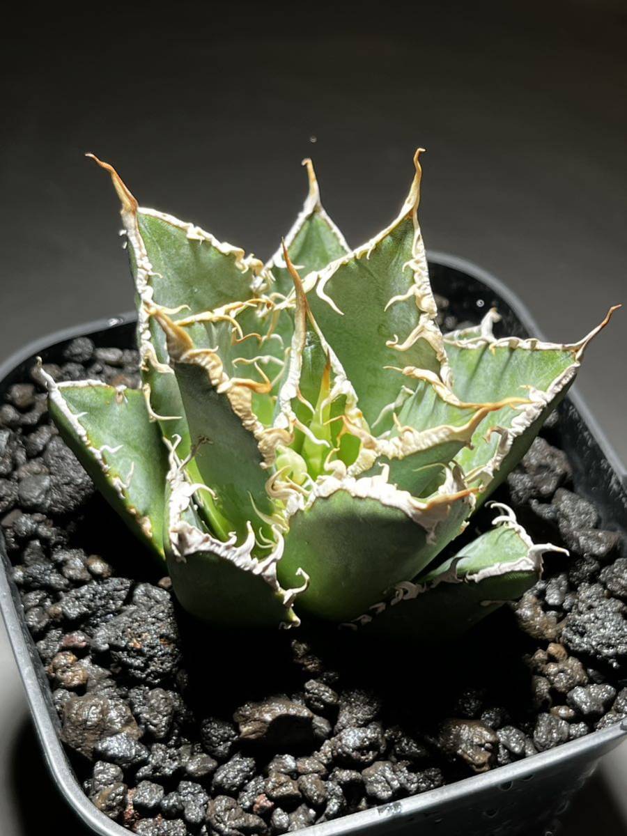 38Agave titanota Oaxaca アガベ チタノタ オアハカ メリクロン -