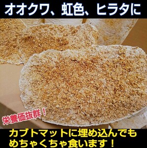 【2本セット】カブトムシ幼虫の栄養強化に！　マットに埋め込むだけ！　クワガタの産卵材の代わりにも使える　オオヒラタケ菌床ブロック　