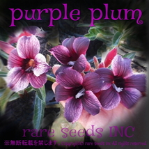 ■激レア！可憐な紫系 アデニウム パープルプラム 新鮮種子 3粒　Adenium Purple Plum 　 γ 　θ **ц**　②_画像1
