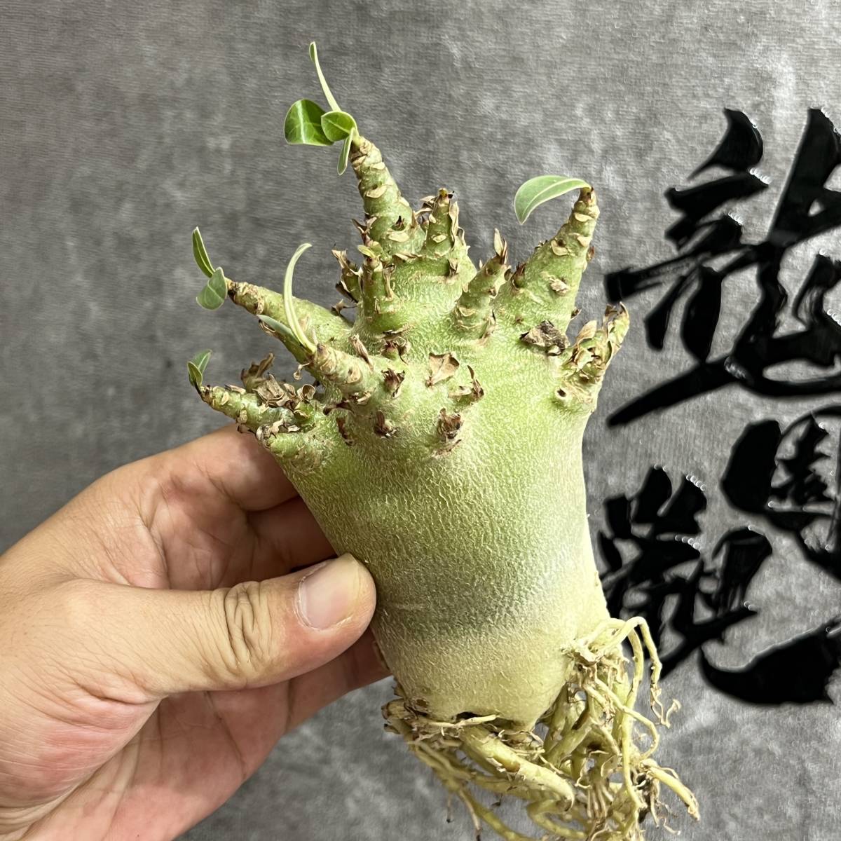 塊根植物 アデニウム 日本代购
