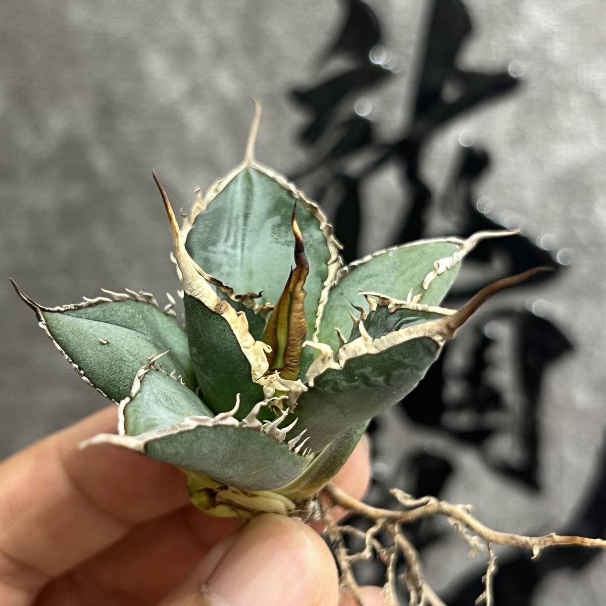 ヤフオク! -「激レア(」(アガベ) (観葉植物)の落札相場・落札価格