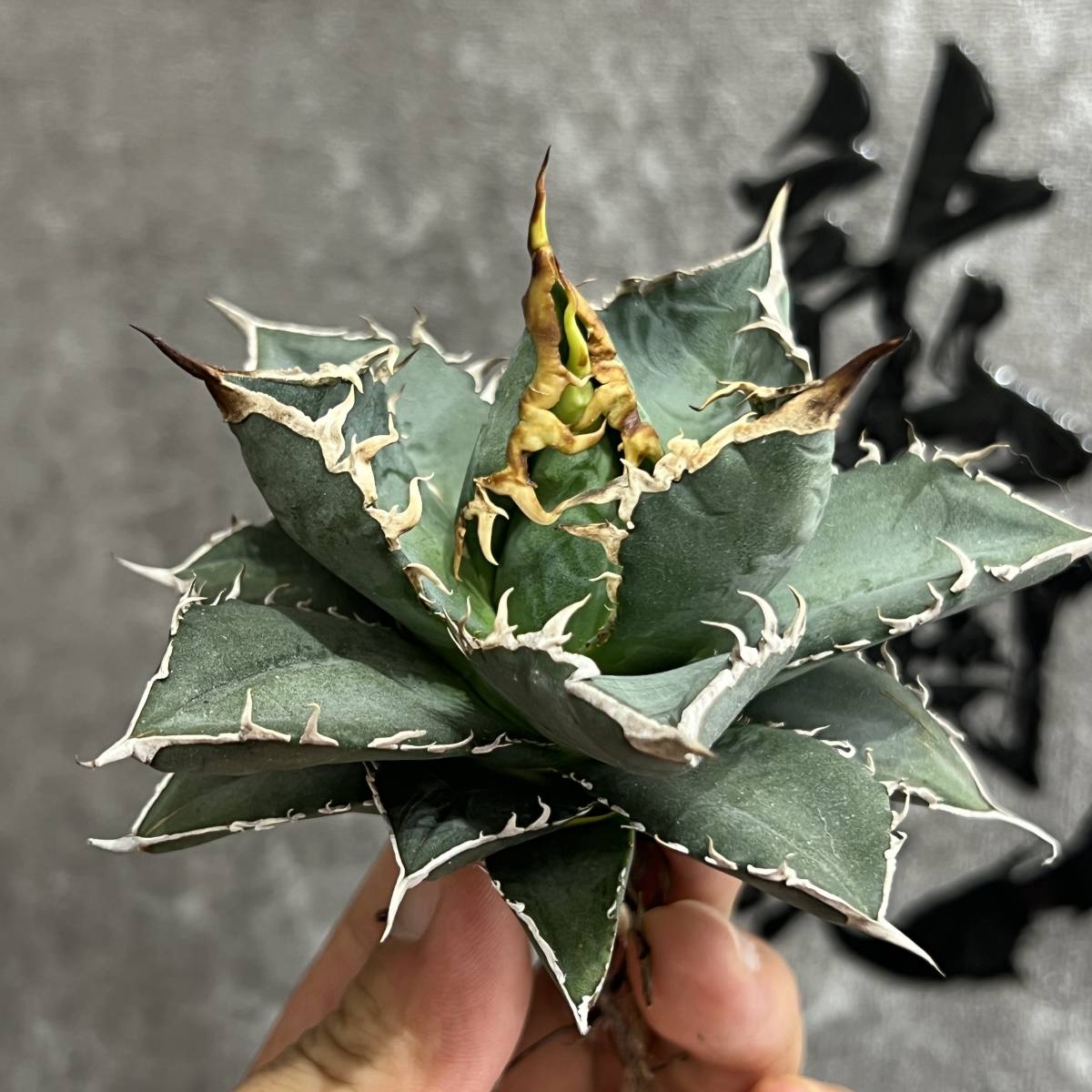 ヤフオク! *激レアアガベ 観葉植物の落札相場・落札価格