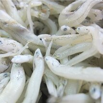 ふわふわプリプリ「釜揚げしらす1kg」『魚王国』山陰境港直送_画像5