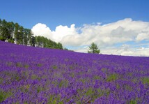 M26 ラベンダー畑/富良野/北海道/日本の風景/アートパネル/ファブリックパネル/インテリアパネル/ポスター_画像1