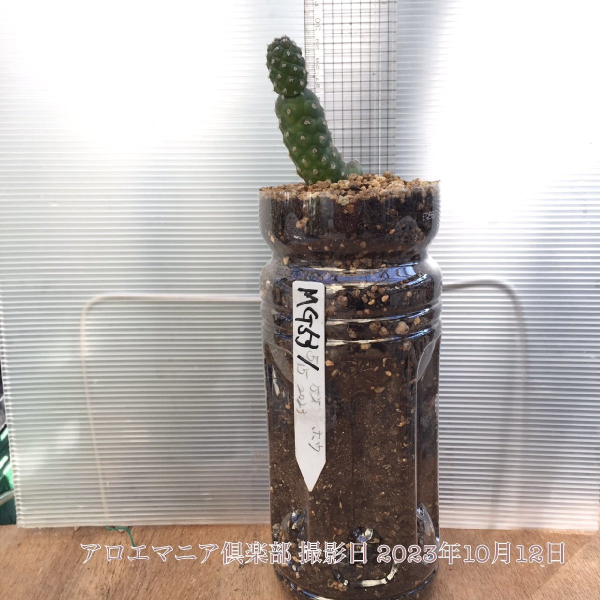 年最新ヤフオク!  テフロカクタス観葉植物の中古品・新品・未