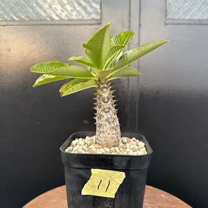 6-11【S級】Pachypodium baronii var. windsorii パキポディウム ウィンゾリー [検] グラキリス イノピナツム マカイエンセ