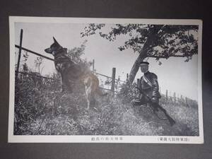 20231026【古い絵葉書】陸軍特別大演習　軍用犬班の活動【明治、大正、戦前、レトロ】