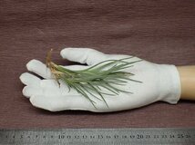 Tillandsia albertiana チランジア・アルベルティアナ●エアプランツEP★第四種送料別途★税別1円～!!_画像1