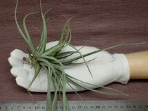 Tillandsia albertiana x T.recurvifolia チランジア・アルベルティアナxレクルビフォリア★エアプランツPR★第四種送料別途★税別1円～!!_画像1