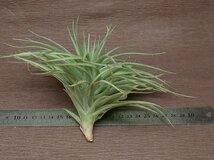 Tillandsia 'Houston' x T.aeranthos チランジア ヒューストンxアエラントス★エアプランツPR★第四種送料別途★税別1円～!!_画像2