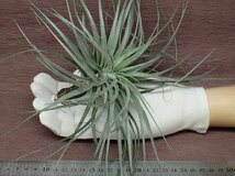 Tillandsia 'Houston' チランジア ヒューストン★エアプランツKK★第四種送料別途★税別1円～!!_画像1