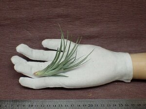 Tillandsia stricta 'Fay Gray' チランジア・ストリクタ フェイグレイ●エアプランツTI★第四種送料別途★税別1円～!!