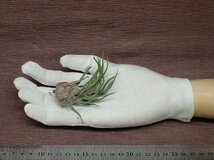 Tillandsia pruinosa Guatemala チランジア・プルイノーサ グアテマラ●エアプランツEP★第四種送料別途★税別1円～!!_画像1