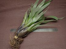 Vriesea cylindrica フリーセア・キリンドリカ★エアプランツEC★第四種送料別途★税別1円～!!_画像2