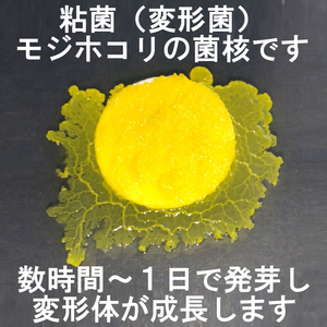 変形菌（粘菌）「モジホコリ」の休眠体（菌核）・発芽試験済・簡易梱包版 ／ 自由研究にも最適／#63-13