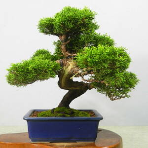 [ one . gardening ] thread fish river genuine Kashiwa * middle goods bonsai * see respondent . sufficient * beautiful goods. one goods. *