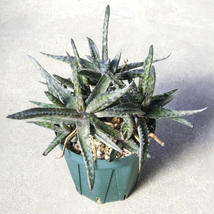 アロエ フラギリス ☆ Aloe fragilis_画像2