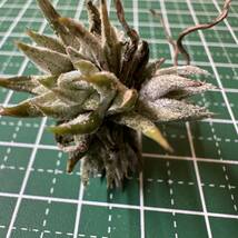 Tillandsia ionantha var. vanhyningii 'pink lady' チランジア イオナンタ バンハイニンギー ピンクレディ_画像3