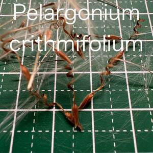 ペラルゴニウム クリズミフォリウム 種子20粒 Pelargonium crithmifolium 山伏天狗