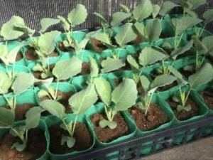  stick broccoli seedling 20 stock 