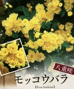 八重咲き モッコウバラ苗