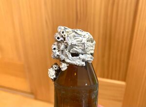 貝標本　貝殻　開封できない小瓶　ビーチコーミング　オブジェ　浮遊期間不明　世界に一つだけ　プレゼント　貝固着　アートコレクション