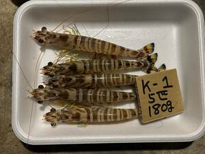 【和歌山産】　天然車海老　 (5匹で180ｇ) 　刺身OK　冷凍　K-1