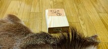 ●フライマテリアル●エゾシカの毛皮（3） 端切れ エゾジカ 蝦夷鹿　 毛鉤 毛針 フライ _画像5