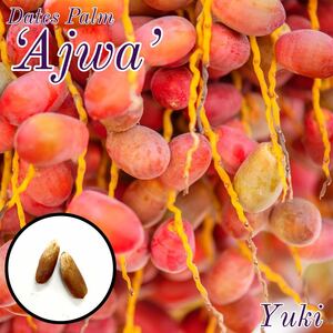 デーツパーム 種子 5粒[品種:アジュワ] Dates Palm 'Ajwa'