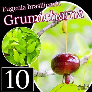 グルミチャマ 抜き苗x10[耐寒性果樹]Eugenia brasiliensis