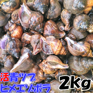 ヒメエゾボラ ２kg 青ツブ貝 青つぶ貝 宮城県産 送料無料 漁師直送品 生出荷 お刺身 甘煮 焼いたりと美味です。唾液腺が必須です。