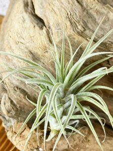 [Frontier Plants]chi Ran jia* Hsu k Ray T. sucreibrome rear air plant 