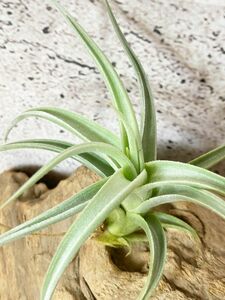 [Пограничные растения] [Фактическая] Тандия Лотти Т. Лоттоэ [A] Bromeria Air Plants